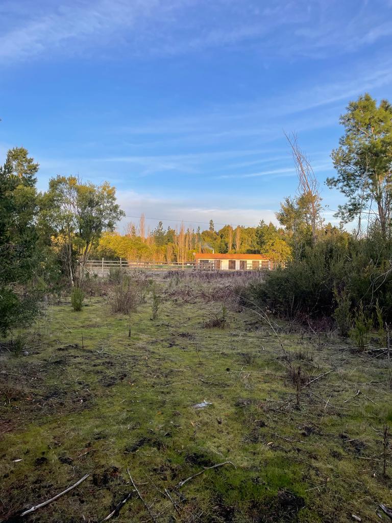 Parcela de 5000 mts2, Sector La Cabaña entre Cabrero y Campanario